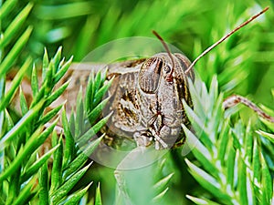 Little brown grasshopper