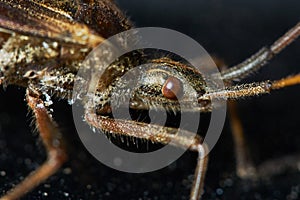 Little brown grasshopper