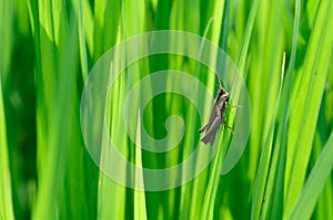 Little brown grasshopper