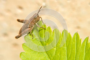 A little brown grasshopper sits on green leaf