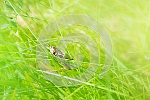 Little brown grasshopper sitting on a blade of grass in beautiful sunlight macro close-up background with blurred green soft