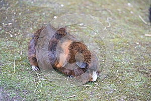 Little brown guinea pig walking in the grass