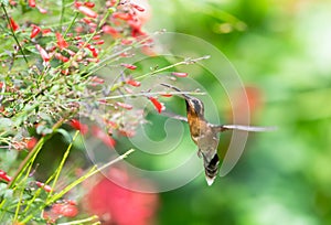 Little brown hummingbird feeding on red flowers blooming in a tropical garden.