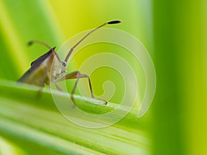 Little Brown Insect