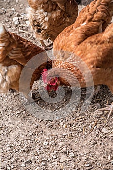 Little Brown Laying Hens Feeding