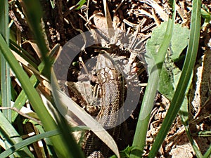 Little brown lizard in the green grass on the mountains