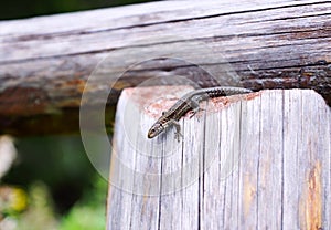 Little brown lizard