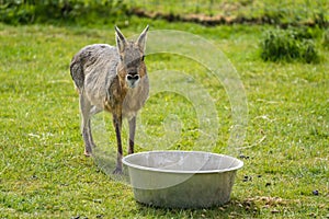 Little brown Mara animal drinking water from a basin on the grass