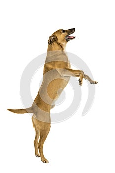 Little brown mixed breed dog jumping for a treat sideways in white background