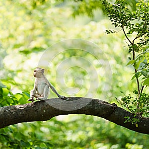 Little brown monkey in forest park sits on branch and is enjoying, lonely, absentminded and imagination in autum.