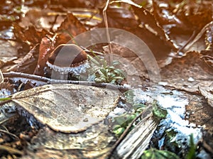 Little brown mushroom covered with hoarfrost and ice crystals. The first frost in the forest. Fallen leaves on the ground in the