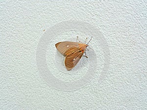 Little Brown and Orange Color Butterfly on the Rough White Wall