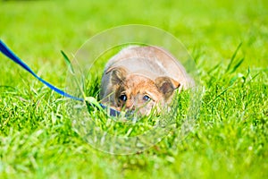 Little brown playful puppy hiding in green grass