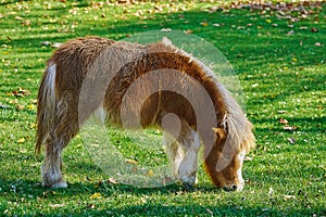 Pony Grazing on a Lawn