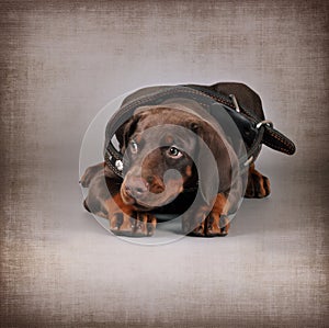 Little brown puppy Doberman lies in a large collar for an adult