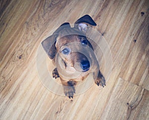 Little Brown Puppy Pincher sits on a pilot and watches the thoughtful look