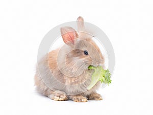 Little brown rabbit eating green vegetable isolated on white background.