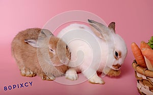 A little brown rabbit is going to sleep. Beside, there is a little white rabbit being cleaned on the body on a pink background