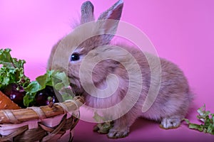 A little brown rabbit is sitting eating vegetables in a basket. In the basket there are carrots and lettuce. It is placed on a