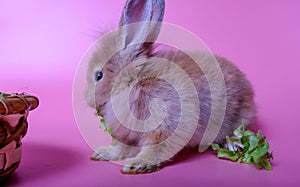 A little brown rabbit is sitting eating vegetables in a basket. In the basket there are carrots and lettuce. It is placed on a