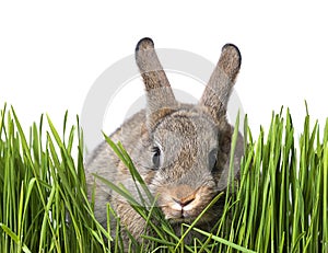 Little brown rabbit in spring grass