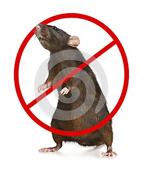 Little brown rat with prohibition sign on background. Pest control