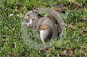 A little a brown squirrel eating an acorn