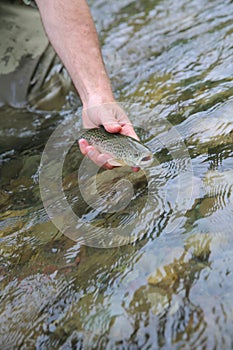 Little brown trout caught by fisherman