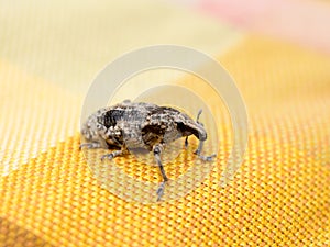 Little brown weevil close up