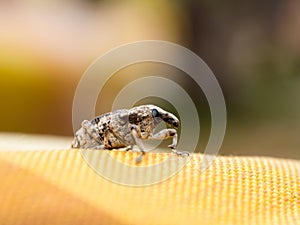 Little brown weevil close up