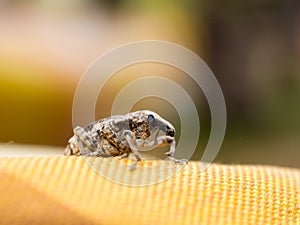 Little brown weevil close up