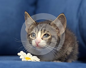 Little brown with white kitten on a blue background with camomile