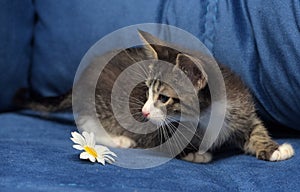 Little brown with white kitten on a blue background with camomile