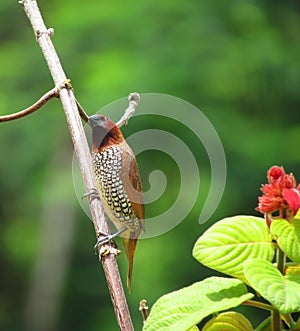 Little brown and white spotted munia bird