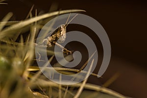 A little brwon grasshopper ambush in the cactus thorns