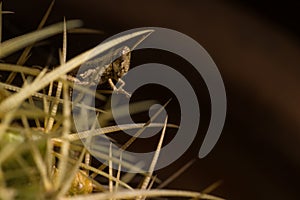 A little brwon grasshopper ambush in the cactus thorns