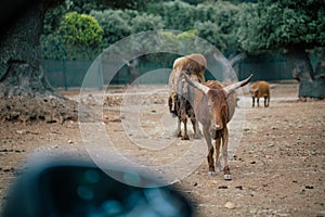 Little buffalo in Fasano apulia safari zoo Italy