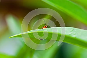 Little bug climbs on leaf