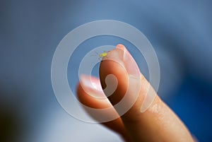 Little bug on female finger