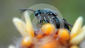 little bug on flower