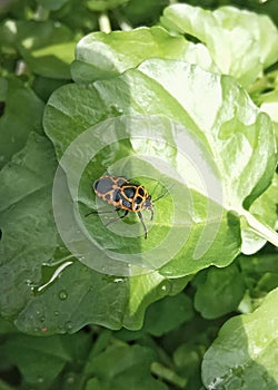 Little bug in the garden