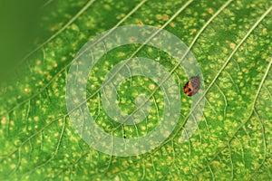 A little bug on green leaf