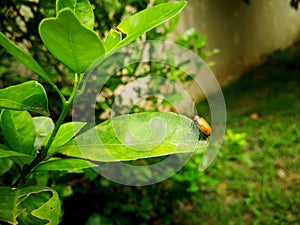 A little bug on leaf