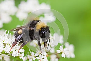 Little Bumble bee busy gathering nectar in summer