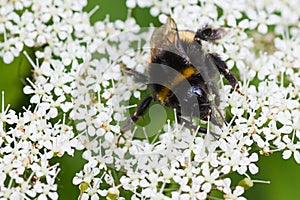 Little Bumble bee busy gathering nectar in summer