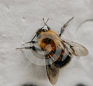 Little bumblebee in macro