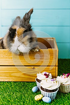 Little Bunny In Basket With Decorated Eggs and Easter CupCake - Easter Card