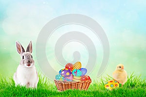 Little Bunny In Basket With Decorated Eggs and spring chicken - Easter Card. Space for text