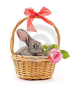 Little bunny in a basket.
