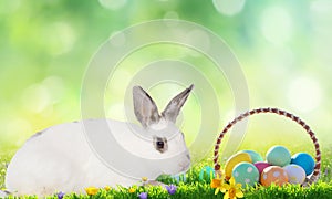 Little bunny and Easter eggs on green grass.